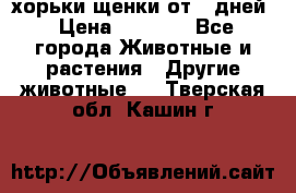 хорьки щенки от 35дней › Цена ­ 4 000 - Все города Животные и растения » Другие животные   . Тверская обл.,Кашин г.